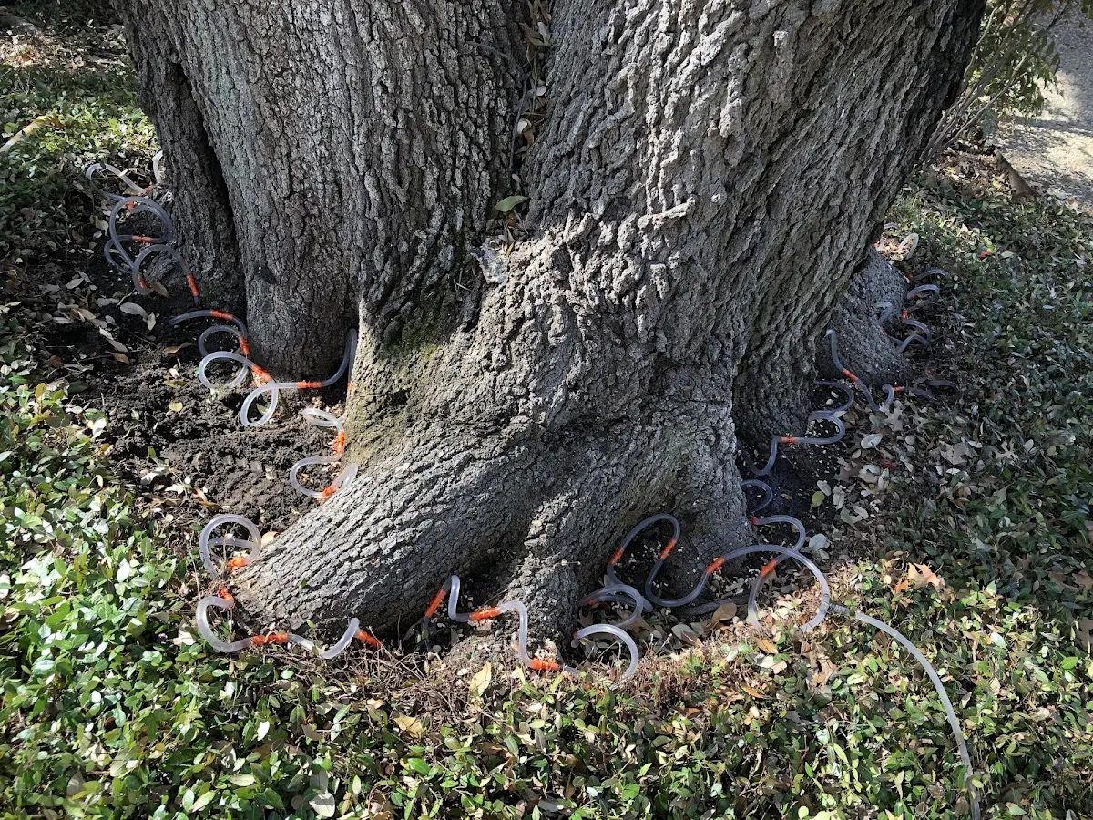Detailed Tree Cabling and Bracing job site in Quemado