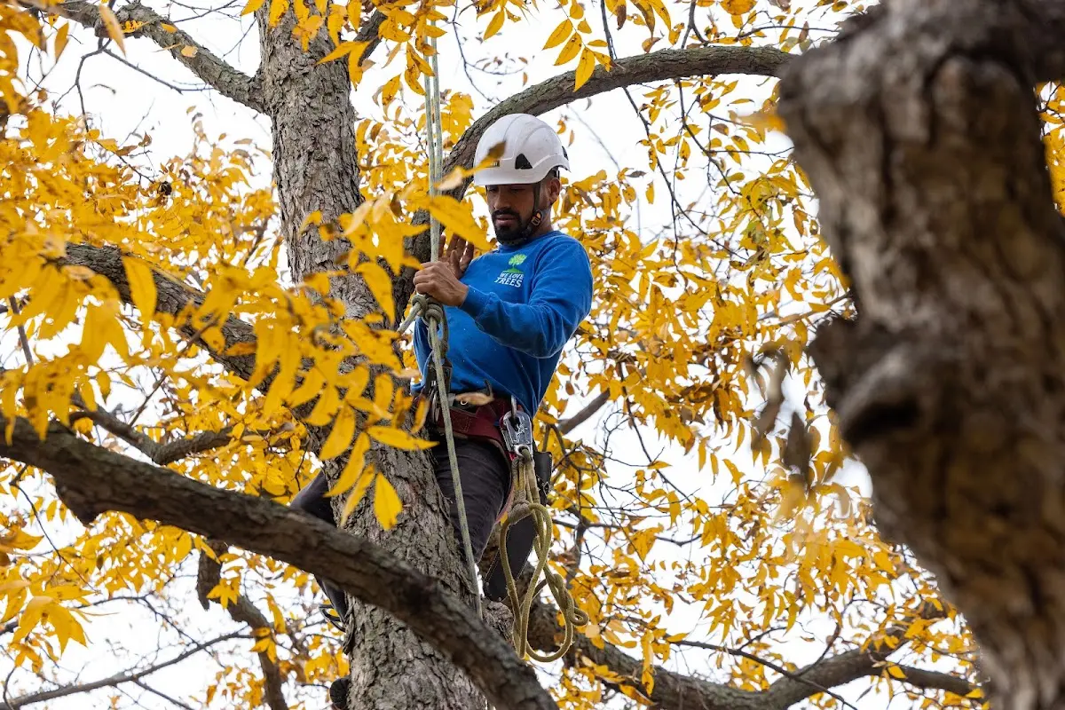 Skilled Tree Planting crew working in Quemado